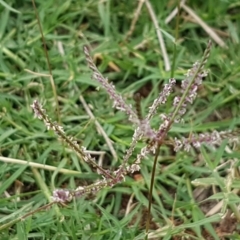 Cynodon dactylon (Couch Grass) at Fraser, ACT - 2 Jan 2021 by trevorpreston