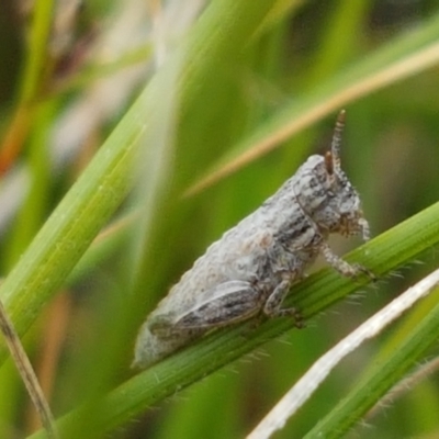 Peakesia hospita (Common Peakesia Grasshopper) at Dunlop, ACT - 2 Jan 2021 by tpreston