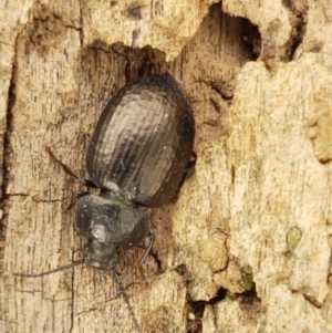 Adelium pustulosum at Fraser, ACT - 2 Jan 2021