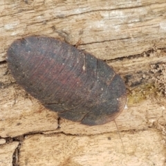 Laxta granicollis (Common bark or trilobite cockroach) at Fraser, ACT - 2 Jan 2021 by trevorpreston