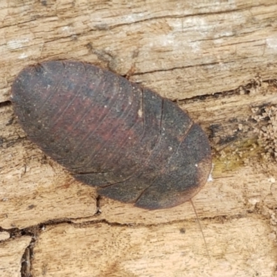 Laxta granicollis (Common bark or trilobite cockroach) at Fraser, ACT - 2 Jan 2021 by trevorpreston