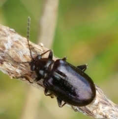 Altica sp. (genus) (Flea beetle) at Fraser, ACT - 2 Jan 2021 by trevorpreston