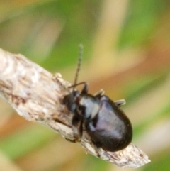 Altica sp. (genus) at Fraser, ACT - 2 Jan 2021 01:23 PM