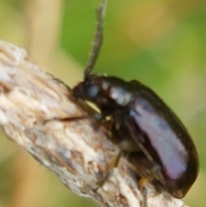 Altica sp. (genus) at Fraser, ACT - 2 Jan 2021 01:23 PM