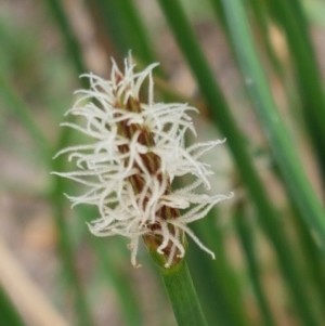 Eleocharis acuta at Fraser, ACT - 2 Jan 2021 01:27 PM