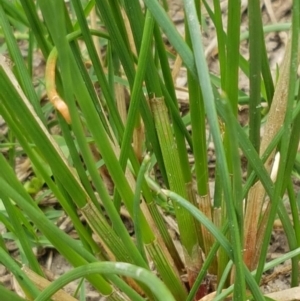 Eleocharis acuta at Fraser, ACT - 2 Jan 2021 01:27 PM