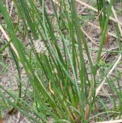 Eleocharis acuta at Fraser, ACT - 2 Jan 2021 01:27 PM