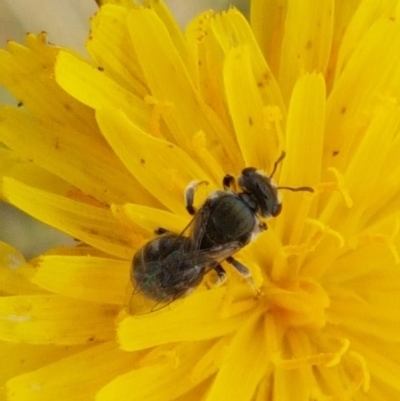 Lasioglossum (Chilalictus) sp. (genus & subgenus) (Halictid bee) at Dunlop Grasslands - 2 Jan 2021 by tpreston