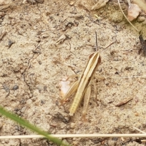 Macrotona australis at Harrison, ACT - 2 Jan 2021