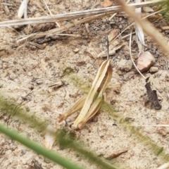 Macrotona australis at Harrison, ACT - 2 Jan 2021