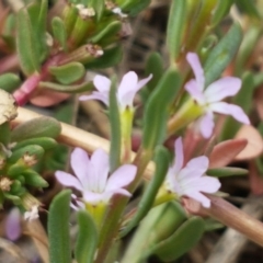 Lythrum hyssopifolia (Small Loosestrife) at Budjan Galindji (Franklin Grassland) Reserve - 2 Jan 2021 by tpreston