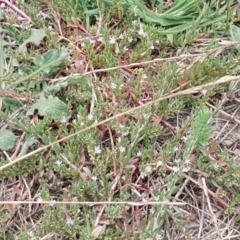 Lythrum hyssopifolia at Harrison, ACT - 2 Jan 2021 02:06 PM