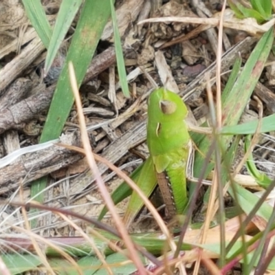 Caledia captiva (grasshopper) at Harrison, ACT - 2 Jan 2021 by tpreston