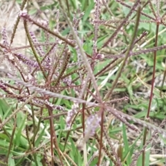 Cynodon dactylon (Couch Grass) at Harrison, ACT - 2 Jan 2021 by trevorpreston