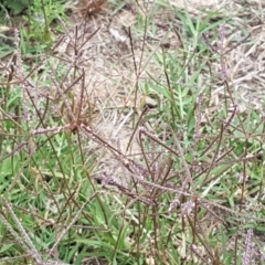 Cynodon dactylon at Harrison, ACT - 2 Jan 2021 02:07 PM