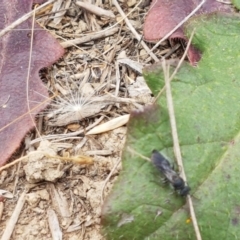 Unidentified Wasp (Hymenoptera, Apocrita) at Budjan Galindji (Franklin Grassland) Reserve - 2 Jan 2021 by tpreston