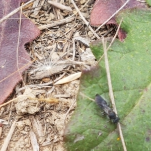 Apocrita (suborder) at Harrison, ACT - 2 Jan 2021 02:07 PM