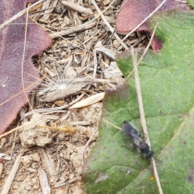 Unidentified Wasp (Hymenoptera, Apocrita) at Budjan Galindji (Franklin Grassland) Reserve - 2 Jan 2021 by tpreston