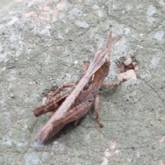 Caledia captiva (grasshopper) at Budjan Galindji (Franklin Grassland) Reserve - 2 Jan 2021 by tpreston