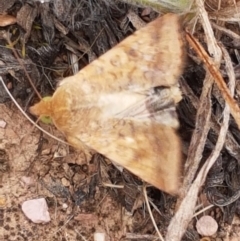 Helicoverpa (genus) (A bollworm) at Budjan Galindji (Franklin Grassland) Reserve - 2 Jan 2021 by tpreston