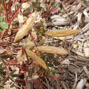 Oxalis sp. at Harrison, ACT - 2 Jan 2021