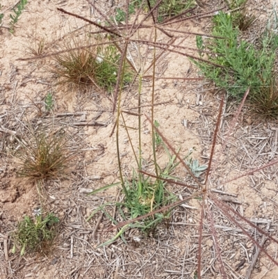 Chloris truncata (Windmill Grass) at Budjan Galindji (Franklin Grassland) Reserve - 2 Jan 2021 by tpreston
