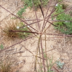 Chloris truncata at Harrison, ACT - 2 Jan 2021 02:27 PM