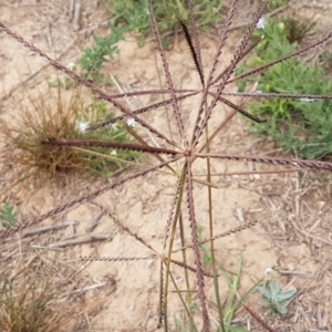 Chloris truncata at Harrison, ACT - 2 Jan 2021