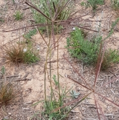 Chloris truncata at Harrison, ACT - 2 Jan 2021