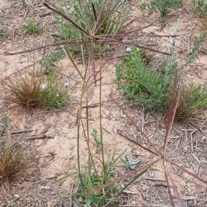 Chloris truncata at Harrison, ACT - 2 Jan 2021 02:27 PM