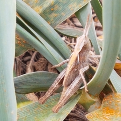 Caledia captiva (grasshopper) at Budjan Galindji (Franklin Grassland) Reserve - 2 Jan 2021 by tpreston