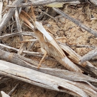 Caledia captiva (grasshopper) at Budjan Galindji (Franklin Grassland) Reserve - 2 Jan 2021 by tpreston