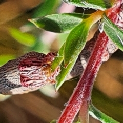Geometridae (family) IMMATURE (Unidentified IMMATURE Geometer moths) at Gundaroo, NSW - 19 Dec 2020 by Gunyijan