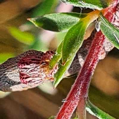 Geometridae (family) IMMATURE (Unidentified IMMATURE Geometer moths) at Gundaroo, NSW - 19 Dec 2020 by Gunyijan
