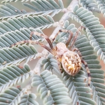 Araneus hamiltoni (Hamilton's Orb Weaver) at Harrison, ACT - 2 Jan 2021 by trevorpreston