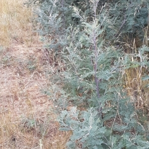 Acacia dealbata at Harrison, ACT - 2 Jan 2021