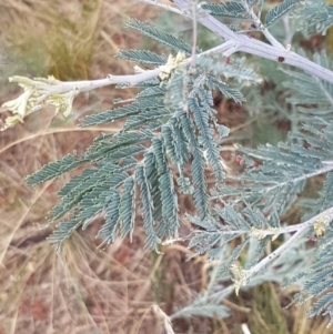 Acacia dealbata at Harrison, ACT - 2 Jan 2021