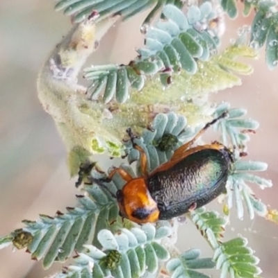 Aporocera (Aporocera) consors (A leaf beetle) at Budjan Galindji (Franklin Grassland) Reserve - 2 Jan 2021 by tpreston