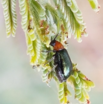 Adoxia benallae (Leaf beetle) at Budjan Galindji (Franklin Grassland) Reserve - 2 Jan 2021 by tpreston