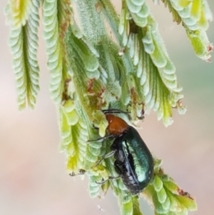 Adoxia benallae at Harrison, ACT - 2 Jan 2021