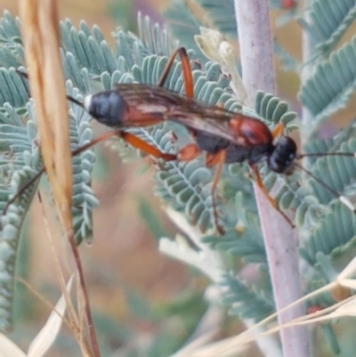 Ichneumonidae (family) (Unidentified ichneumon wasp) at Budjan Galindji (Franklin Grassland) Reserve - 2 Jan 2021 by tpreston