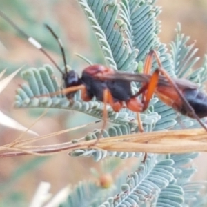 Ichneumonidae (family) at Harrison, ACT - 2 Jan 2021