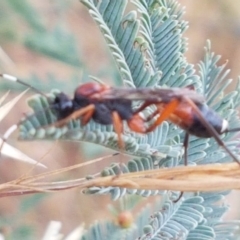 Ichneumonidae (family) at Harrison, ACT - 2 Jan 2021