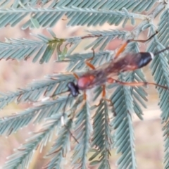 Ichneumonidae (family) at Harrison, ACT - 2 Jan 2021