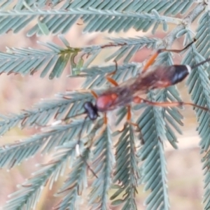 Ichneumonidae (family) at Harrison, ACT - 2 Jan 2021