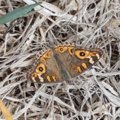 Junonia villida (Meadow Argus) at Harrison, ACT - 2 Jan 2021 by tpreston