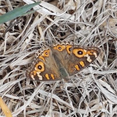 Junonia villida (Meadow Argus) at Budjan Galindji (Franklin Grassland) Reserve - 2 Jan 2021 by tpreston