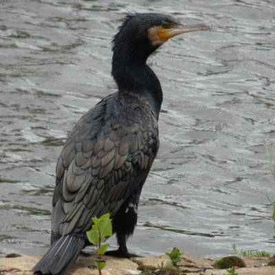 Phalacrocorax carbo (Great Cormorant) at Commonwealth & Kings Parks - 2 Jan 2021 by AndyRussell