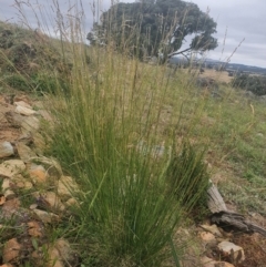 Poa sp. (A Snow Grass) at Gundaroo, NSW - 19 Dec 2020 by Gunyijan