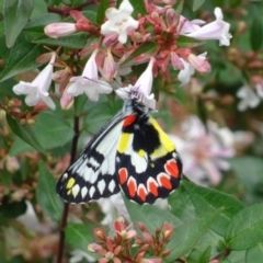 Delias aganippe (Spotted Jezebel) at Mount Ainslie to Black Mountain - 2 Jan 2021 by AndyRussell